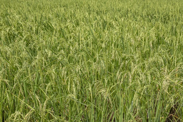 Campo con tallos de arroz verde. Ubud, isla Bali, Indonesia. Primer plano terrazas de arroz verde —  Fotos de Stock