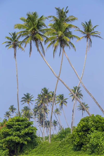 Zbliżenie zielonych drzew palmowych przeciwko błękitnym niebem, Tajlandia — Zdjęcie stockowe