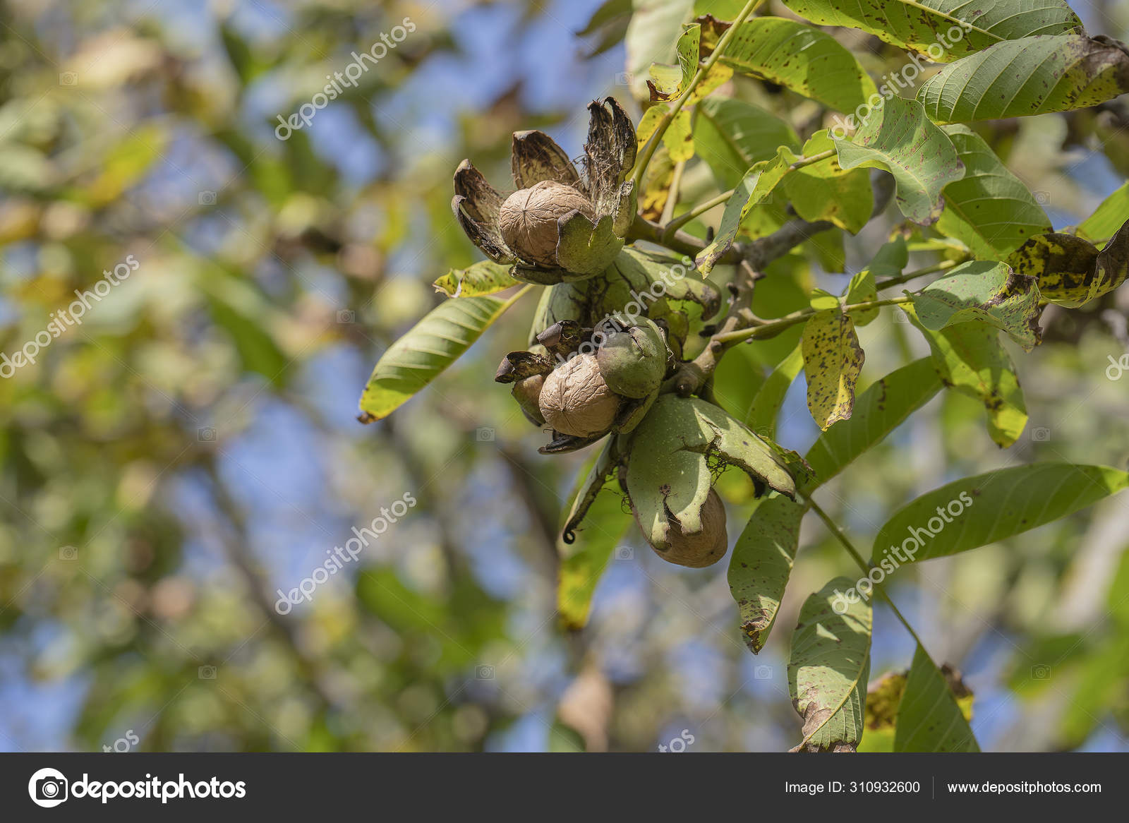 Ветвь Спелых Открытых Грецких Орехов На Дереве В Саду. Выращивание.
