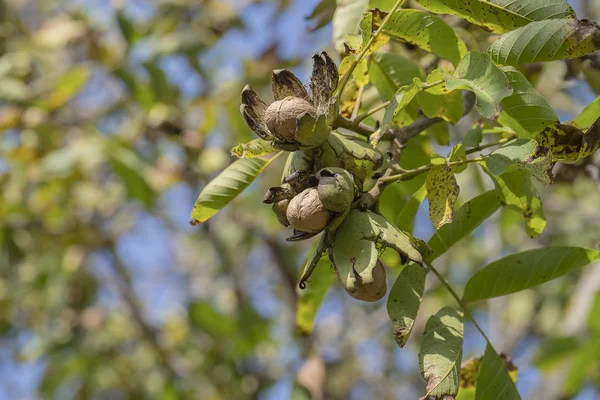 Ramo di noci mature aperte su albero in giardino. Coltivare noci sul ramo di un albero di noce nel frutteto, da vicino — Foto Stock