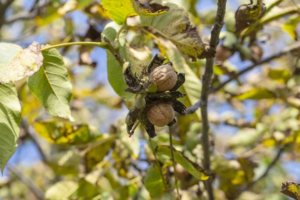 Rama de nueces abiertas maduras en el árbol en el jardín. Cultivo de nueces en la rama de un nogal en el jardín frutal, de cerca —  Fotos de Stock