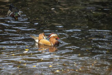 Güzel erkek ördek, Mandarin ördeği, Aix galericulata Bali kuş Parkı, Endonezya