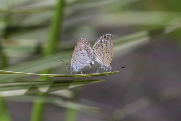 Спаривание пары маленьких бабочек, сидящих на кончике зеленого растения, крупным планом. Индонезия — стоковое фото