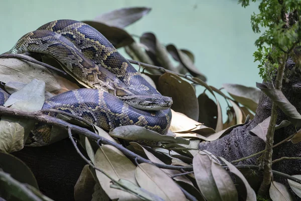 Φίδι Python στη φύση, κοντά. Λεπτομέρειες ενός ινδικού πύθωνα — Φωτογραφία Αρχείου