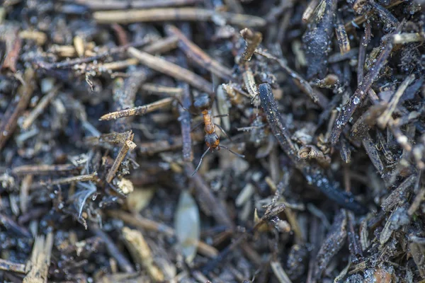 Grosso formicaio nel bosco. Grande formicaio con colonia di formiche nella foresta estiva, macro — Foto Stock