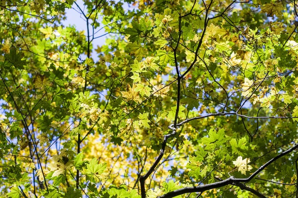 Autumn leaves of tree. Fall natural background of yellow orange green foliage. Scenic nature backdrop of autumn leaves. Multicolor autumn leafage tree. Colorful variegated foliage in sunlight