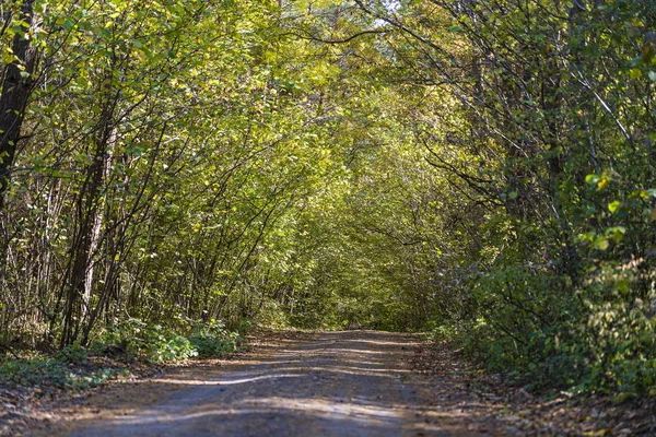 Vista de ángulo bajo de una carretera en medio de un bosque Los árboles forman un túnel sobre una carretera en otoño. Ucrania — Foto de Stock