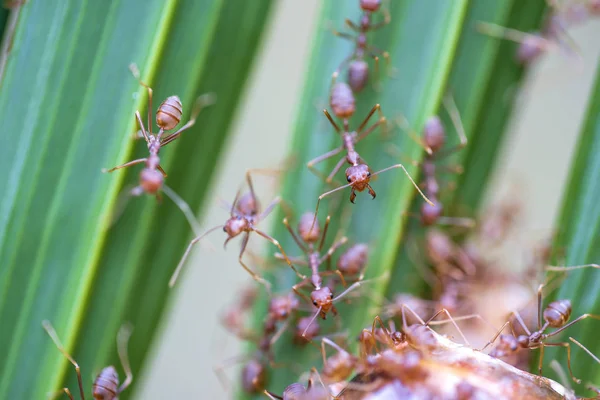 Hormigas rojas o hormigas de fuego en hoja de palma verde, Tailandia, macro, primer plano —  Fotos de Stock