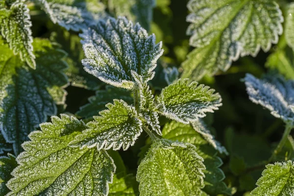 Green leaves of nettle in the first frost, close up. Green leaves of nettle with hoarfrost after the first morning frost — ストック写真