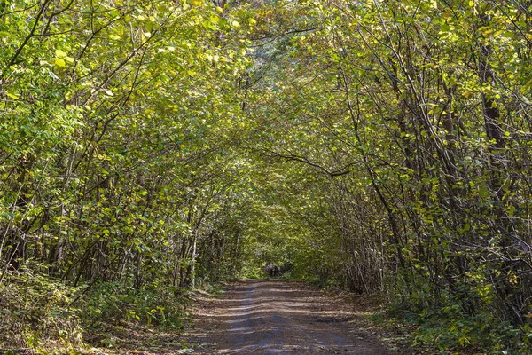 秋天，森林中间的一条路在一条路上形成了一条隧道，其角度很低。 乌克兰 — 图库照片