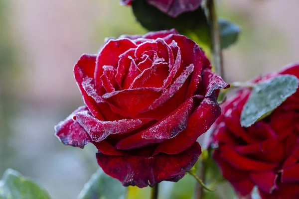 Red rose flower in the first frost, close up — ストック写真