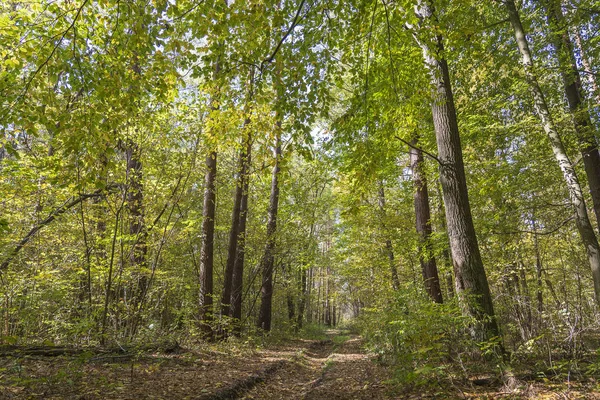 Vista de ángulo bajo de una carretera en medio de un bosque Los árboles forman un túnel sobre una carretera en otoño. Ucrania — Foto de Stock