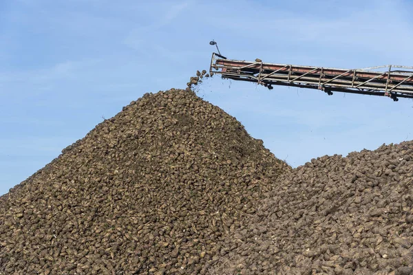 Transportador de grúa de cosechadora que descarga remolacha azucarera. Equipos agrícolas —  Fotos de Stock