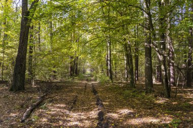 Ağaçların ortasındaki bir yolun alçak açılı görüntüsü sonbaharda bir yol üzerinde tünel oluşturuyor. Ukrayna
