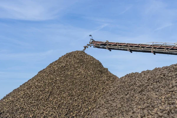 Transportador de grúa de cosechadora que descarga remolacha azucarera. Equipos agrícolas —  Fotos de Stock