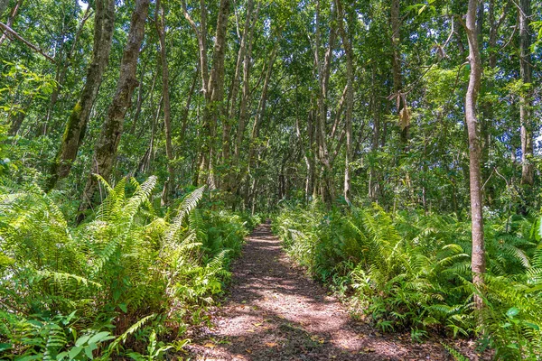 Jungle Forest Walking Path Wildlife Clear Sunny Day Island Zanzibar — Stock Photo, Image