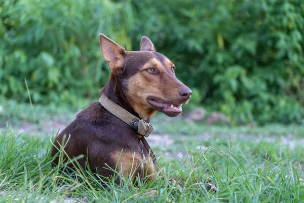 Brun Hund Ligger Det Gröna Gräset Zanzibar Tanzania Östra Afrika — Stockfoto