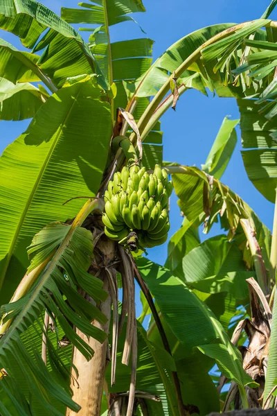 Banana Palmeira Com Monte Bananas Verdes Crescendo Nos Terrenos Zanzibar — Fotografia de Stock