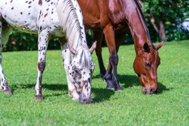 Tropikal bahçede yeşil çimlerde at otluyor. Tanzanya, Doğu Afrika