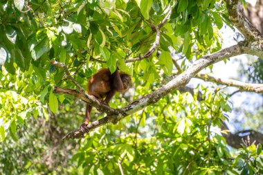 Borneo, Malezya 'nın yağmur ormanlarında nesli tükenmekte olan vahşi bir orangutan yaklaşıyor. Doğada Orangutan dağ yamağı