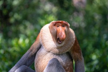 Borneo, Malezya 'nın yağmur ormanlarındaki vahşi hortumlu maymun ya da Nasalis larvası, yaklaşın.