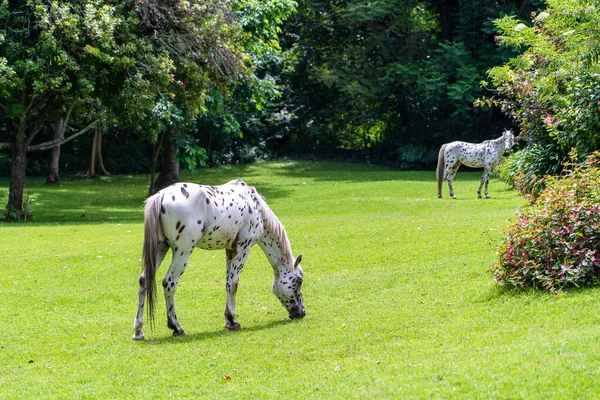 热带花园的马群在青草上吃草 坦桑尼亚 — 图库照片