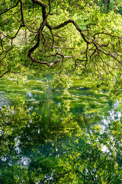 Green tropical trees on a lake with reflection, Tanzania, east Africa