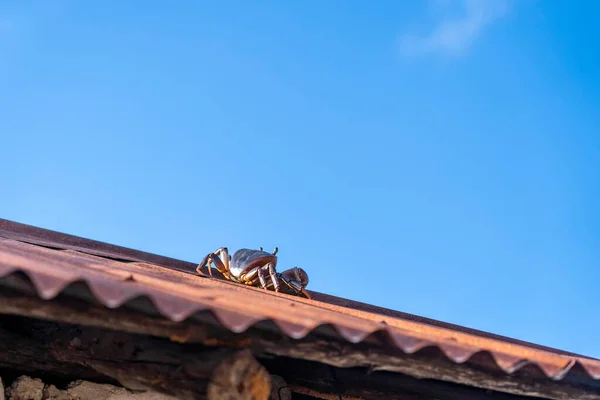 Rode Krab Het Dak Blauwe Lucht Achtergrond Eiland Zanzibar Tanzania — Stockfoto