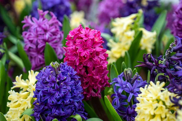 Beautiful Colorful Vietnamese Flowers Tien Ong Adorn Flower Bed Danang — Stock Photo, Image