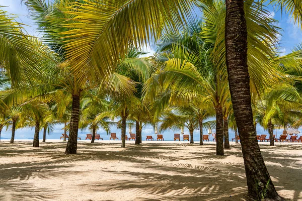 Palme Cocco Verdi Sulla Spiaggia Sabbia Bianca Vicino Mar Cinese — Foto Stock