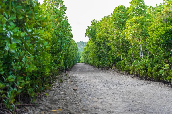 Chemin Terre Entre Les Mangroves Par Une Journée Ensoleillée Sur — Photo