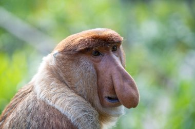 Borneo, Malezya 'nın yağmur ormanlarındaki vahşi hortumlu maymun ya da Nasalis larvası, yaklaşın.