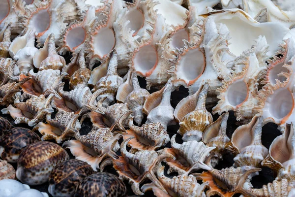 Recuerdos Grandes Conchas Mar Para Vender Mercado Playa Isla Zanzíbar — Foto de Stock