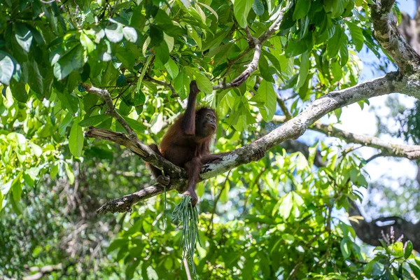 Orangotango Selvagem Perigo Floresta Tropical Ilha Bornéu Malásia Perto Macaco — Fotografia de Stock