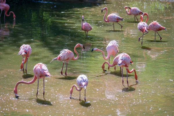 湖の水で食べ物や遊びを探しているピンクのフラメンコ野生のアフリカの動物 — ストック写真