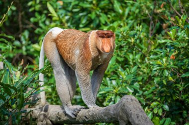 Portrait of a wild Proboscis monkey or Nasalis larvatus, in the rainforest of island Borneo, Malaysia, close up. Amazing monkey with a big nose. clipart