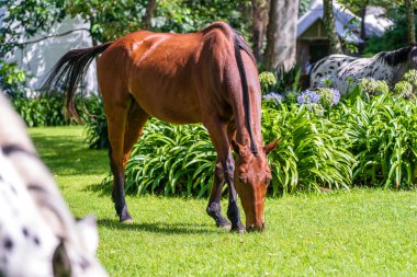 Tropikal bahçede yeşil çimlerde at otluyor. Tanzanya, Doğu Afrika