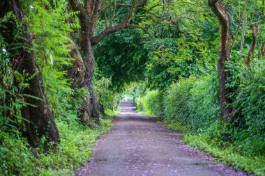 Ağaç tüneli gibi büyük yeşil ağaçların yanındaki uzun yol. Tanzanya, Doğu Afrika.