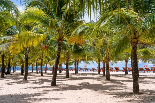 Palme Cocco Verdi Sedie Sdraio Sulla Spiaggia Sabbia Bianca Vicino — Foto Stock