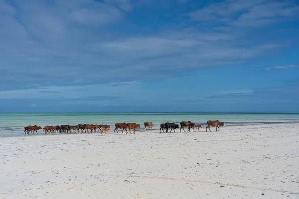 Familia Ganado Zebú Caminando Largo Playa Cerca Del Agua Mar —  Fotos de Stock