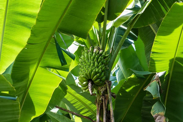 Palmera Plátano Con Racimo Plátanos Verdes Creciendo Los Terrenos Isla — Foto de Stock