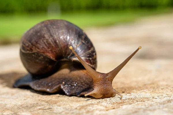 Big Snail Shell Crawling Road Summer Day Garden Arusha Tanzania — Stock Photo, Image