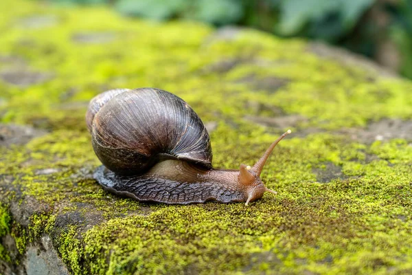 Caracol Grande Com Casca Rastejando Musgo Dia Verão Jardim Arusha — Fotografia de Stock