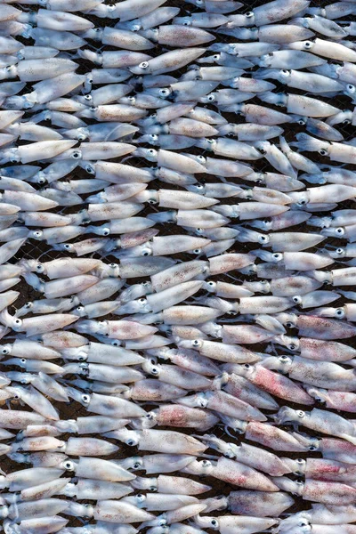 Fresh Squids Dried Sun Island Koh Phangan Thailand Close — Stock Photo, Image