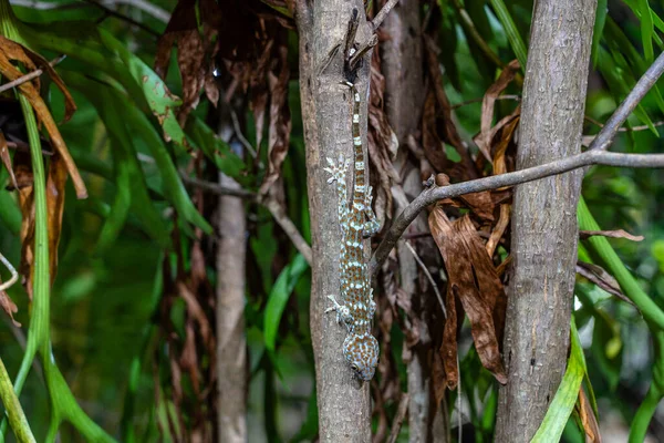 Tokay Gecko Auf Einem Tropischen Baum Der Nacht Auf Der — Stockfoto