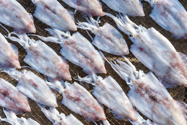 Fresh Squids Dried Sun Island Koh Phangan Thailand Close — Stock Photo, Image