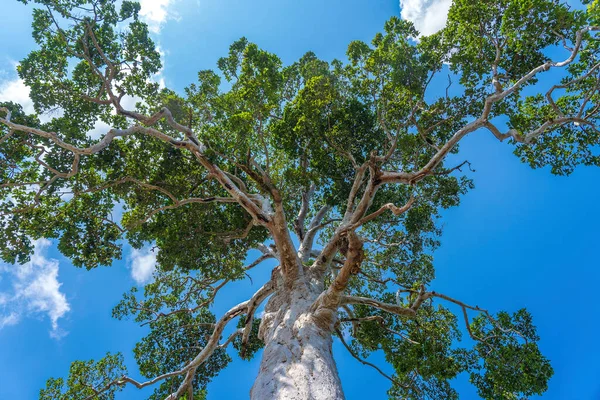 Gran Árbol Tropical Con Fondo Del Cielo Vista Desde Abajo — Foto de Stock