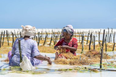Zanzibar, Tanzanya - 11 Kasım 2019: Kadınlar geleneksel elbise, ada Zanzibar, Tanzanya, Doğu Afrika 'daki bir deniz plantasyonunda sabun, kozmetik ve ilaç için deniz yosunu hasat ediyorlar