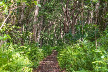 Tropik kum plajı, berrak deniz suyu ve beyaz bulutlu mavi gökyüzü Zanzibar adasında, Tanzanya, Doğu Afrika