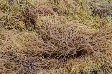 Zanzibar Adası, Tanzanya, Doğu Afrika 'da daha fazla işlem için deniz yosunu, kapatın